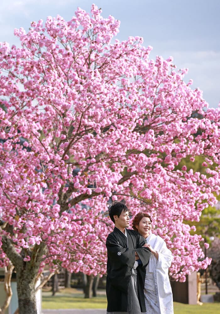 奈良の桜で前撮り撮影