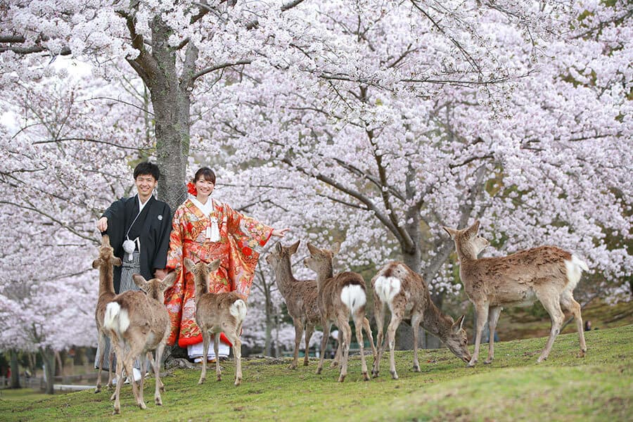 奈良の桜でロケーション撮影