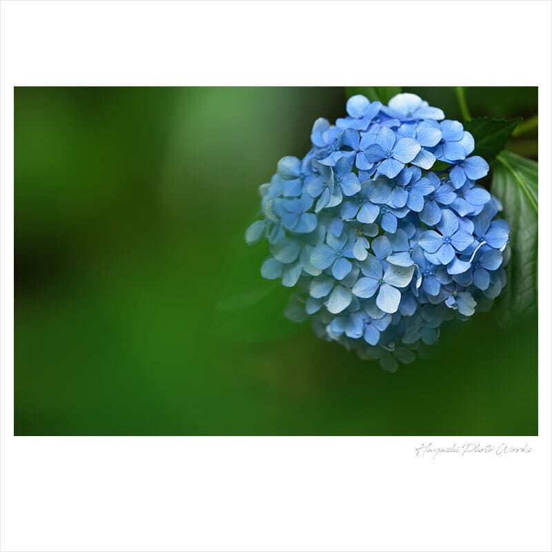 東京都世田谷区で前撮りロケーション撮影